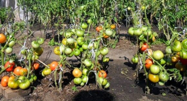 Jaká hnojiva krmit rajčata po výsadbě v otevřeném terénu